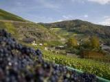 Durch die Weinberge bei Sonnenschein in der Weinregion Ahr