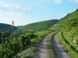 Impression in Wiltlingen an der Mosel<br />
<br />
Bildquelle: Weingut Borens