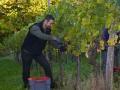 Weinernte