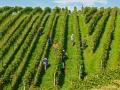 Arbeitenm im Weinbeg