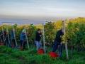 Weinlese
