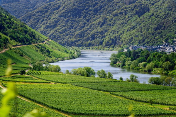 Weinregion Mosel